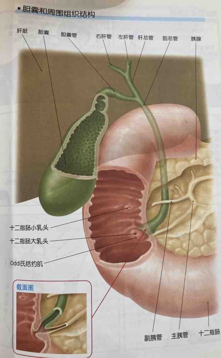 胆囊