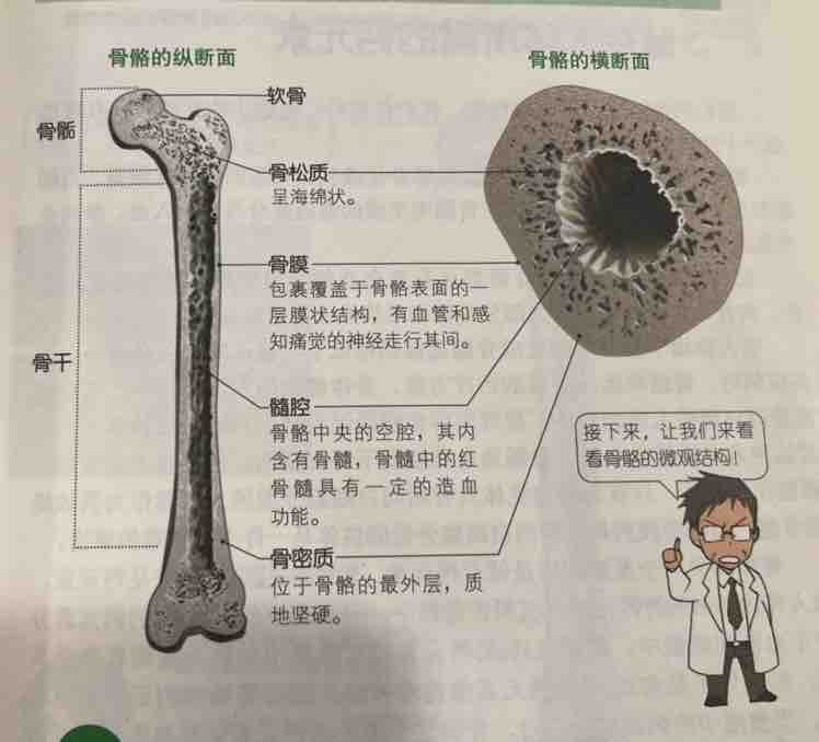 骨骼