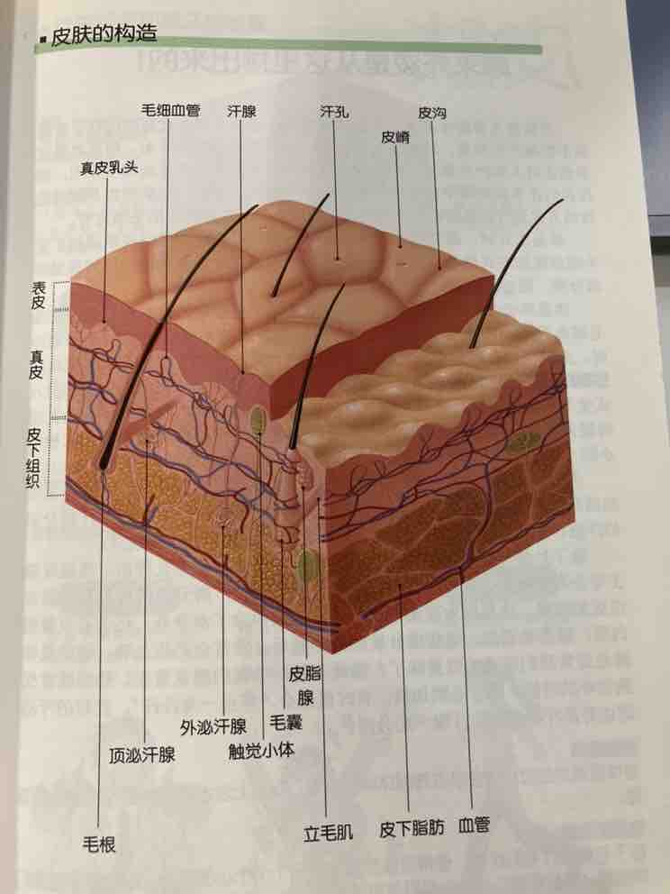 皮肤